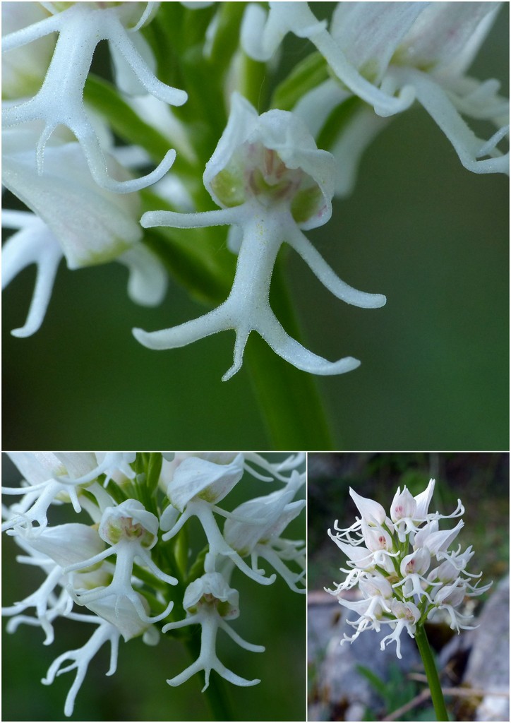 La Valle delle orchidee, Sassano e Monte San Giacomo 9 e 10 maggio 2015